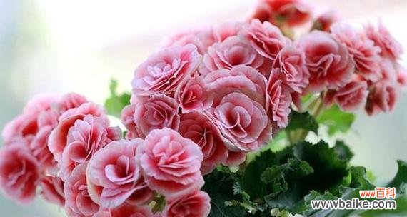 傲立寒风中 白色海棠花语深意无限