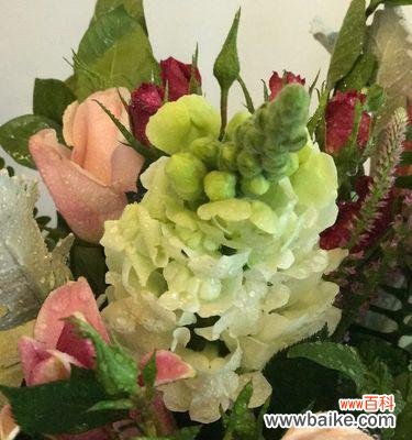 用风信子诉说心意 白色风信子花语