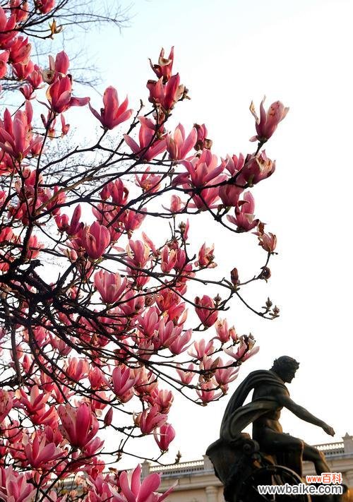 探寻白玉兰花的象征与价值 白玉兰花的美丽与意义