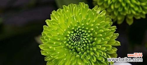 解读菊花的花语 菊花特性花语