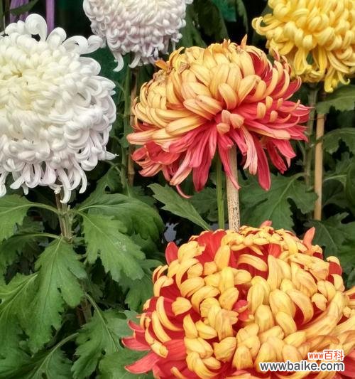 解读菊花的花语 菊花特性花语