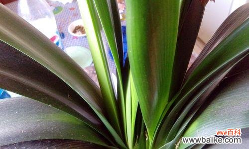 探寻君子兰花的神秘之处 君子兰花的形状之意