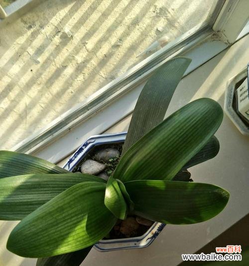 探寻君子兰花的神秘之处 君子兰花的形状之意