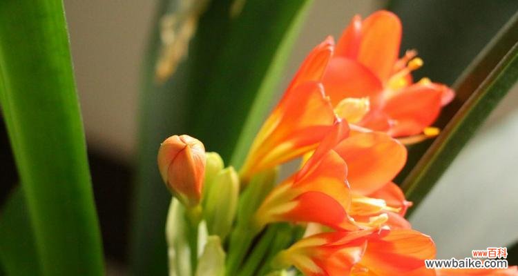 探寻君子兰花的神秘之处 君子兰花的形状之意