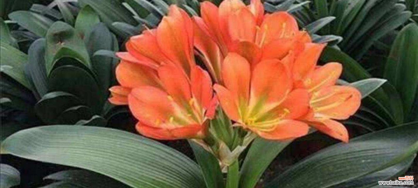 揭秘君子兰的名字及寓意 以君子兰别名叫什么意思