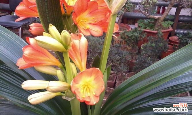 揭秘君子兰的名字及寓意 以君子兰别名叫什么意思