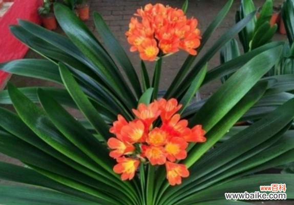 揭秘君子兰的名字及寓意 以君子兰别名叫什么意思