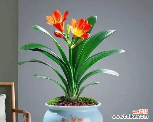 探寻君子兰背后的花名意义 君子兰的花名代表什么