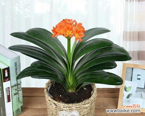 探寻君子兰背后的花名意义 君子兰的花名代表什么