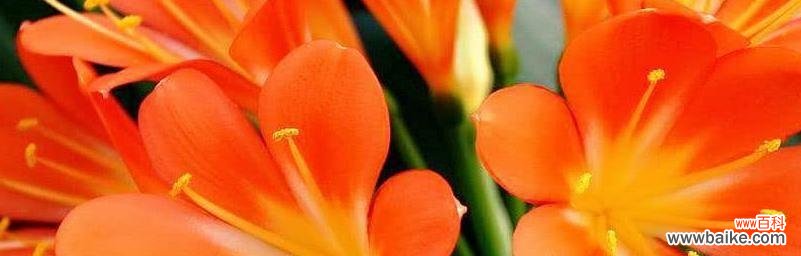 揭秘君子兰的花语及其传达的深意 以君子兰的花语和寓意