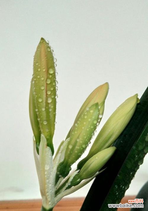 揭秘君子兰的花语及其传达的深意 以君子兰的花语和寓意