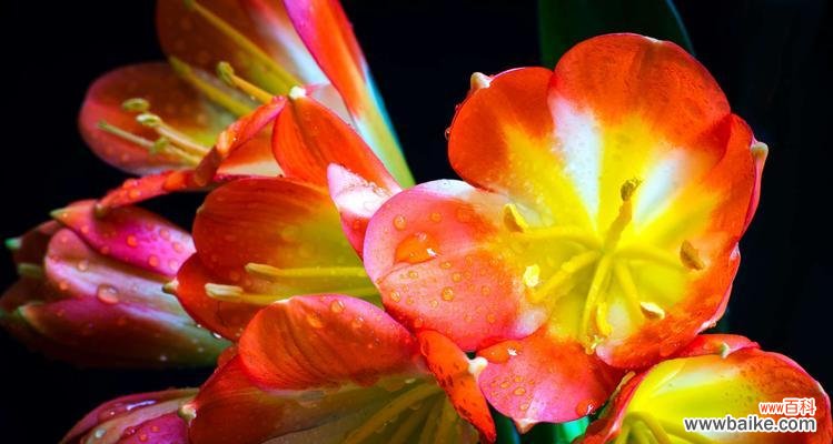 揭秘君子兰的花语及其传达的深意 以君子兰的花语和寓意