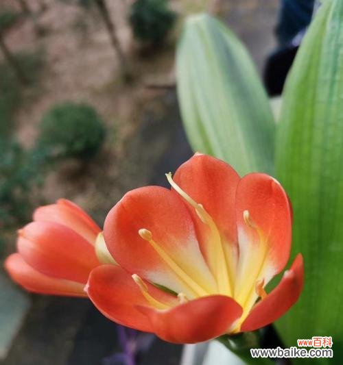 探究君子兰与种间兰的特性及养殖方法 君子兰与种间兰的异同之处