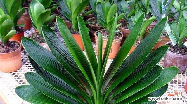 探究君子兰与种间兰的特性及养殖方法 君子兰与种间兰的异同之处