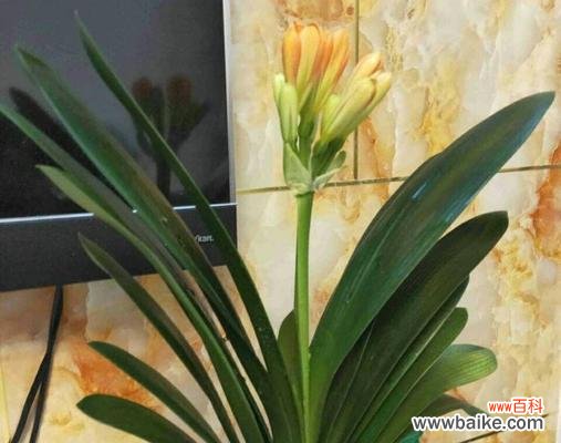 充满希望与坚持的生命之花 君子兰，一年开两次花的寓意