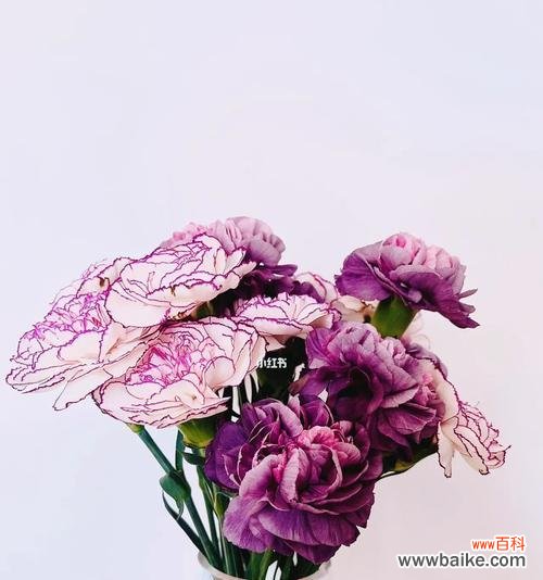 揭开康乃馨花卉的深层寓意 康乃馨花卉的象征意义