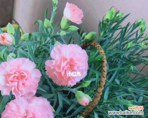 揭开康乃馨花卉的深层寓意 康乃馨花卉的象征意义