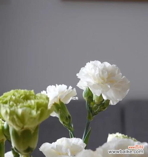 传递真挚情感与高贵品质的鲜花 康乃馨花的象征意义