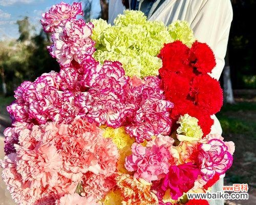 传递真挚情感与高贵品质的鲜花 康乃馨花的象征意义