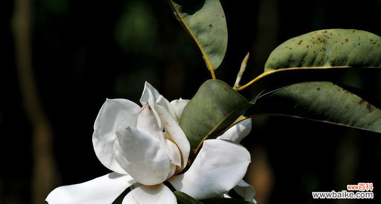 散发着乐观向上的生命力,用笑容传递温暖和幸福 含笑花,幸福花语的化身