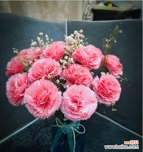 感恩、爱情、美好、纯洁 康乃馨花语及寓意解读