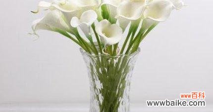 深入解读白马蹄莲的象征意义和文化内涵 白马蹄莲的花语