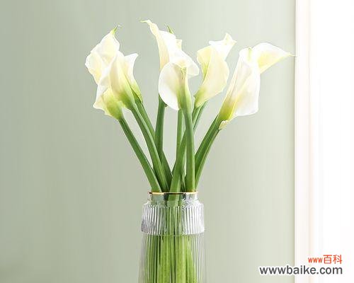 深入解读白马蹄莲的象征意义和文化内涵 白马蹄莲的花语