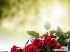 探究不同玫瑰花束数的情感寓意，一束玫瑰的意义 花语大揭秘