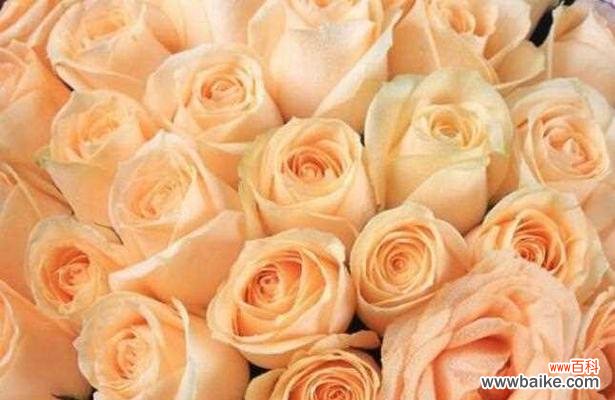 探究不同玫瑰花束数的情感寓意,一束玫瑰的意义 花语大揭秘