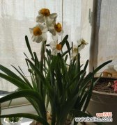 从花语、文学、宗教到生命之源 水仙花的象征与意义