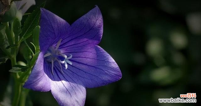 用花语传递希望和勇气,喜欢看忧伤时的你不孤单 龙胆花,唤醒内心的坚强