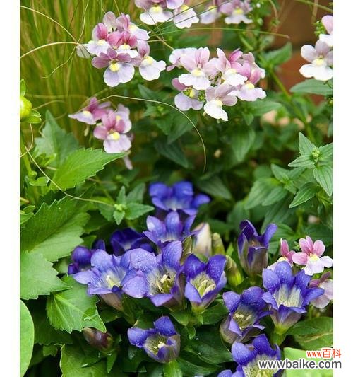 用花语传递希望和勇气,喜欢看忧伤时的你不孤单 龙胆花,唤醒内心的坚强