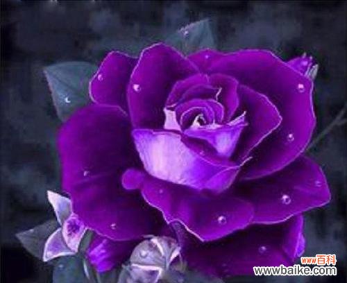 探寻玫瑰花的含义，解析不同颜色与数量的象征意义 玫瑰花花语及代表意义