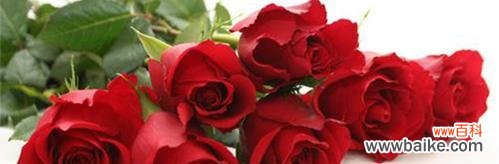 探寻玫瑰花的含义，解析不同颜色与数量的象征意义 玫瑰花花语及代表意义