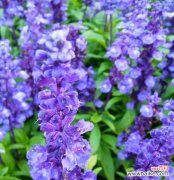 了解薰衣草的含义，让生活更加美好 薰衣草的花语与象征