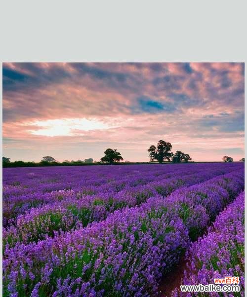 了解薰衣草的含义，让生活更加美好 薰衣草的花语与象征