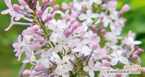 品味四季芬芳的爱恋与期盼 白色紫丁香花语