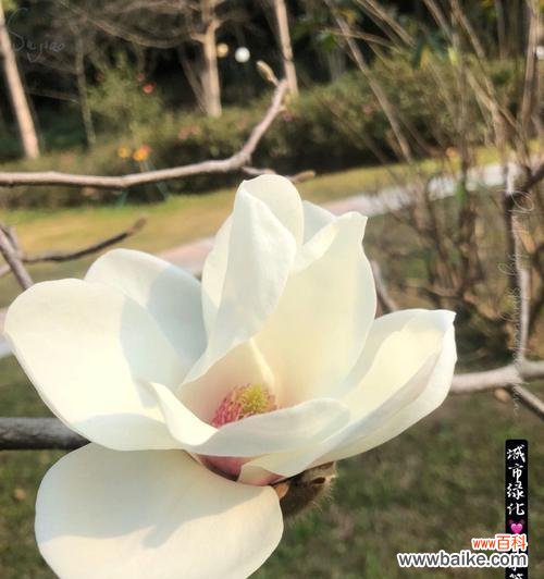 玉兰花的美丽魅力与深刻寓意 白色玉兰花花语