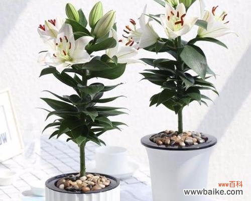 打造美丽花园的关键技巧 百合花养护全攻略