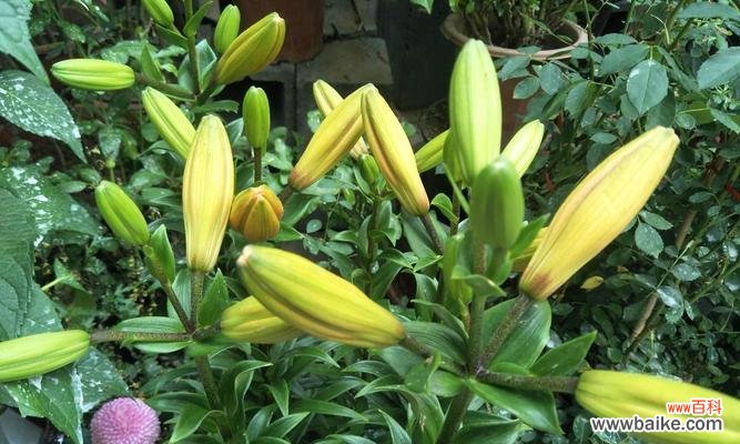 打造美丽花园的关键技巧 百合花养护全攻略