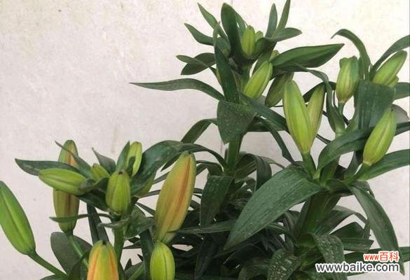 打造美丽花园的关键技巧 百合花养护全攻略