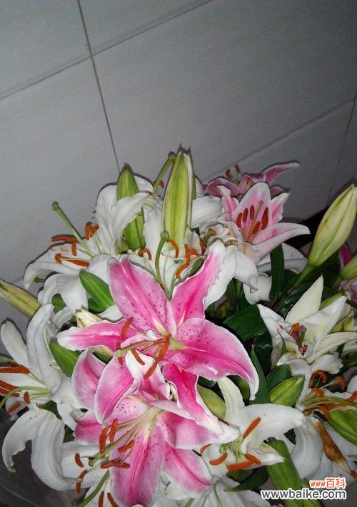 揭秘百合花的神秘语言与传说 百合花花语传说