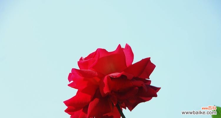 探寻白月季花语的意义与传承 白月季花语