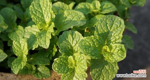 传递自然与宁静的美好讯息 薄荷花的花语