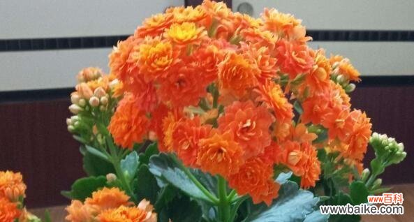 探寻不同颜色长寿花的寓意与象征 花开人长寿——长寿花的寓意与意义