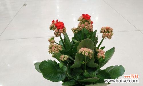 探寻不同颜色长寿花的寓意与象征 花开人长寿——长寿花的寓意与意义