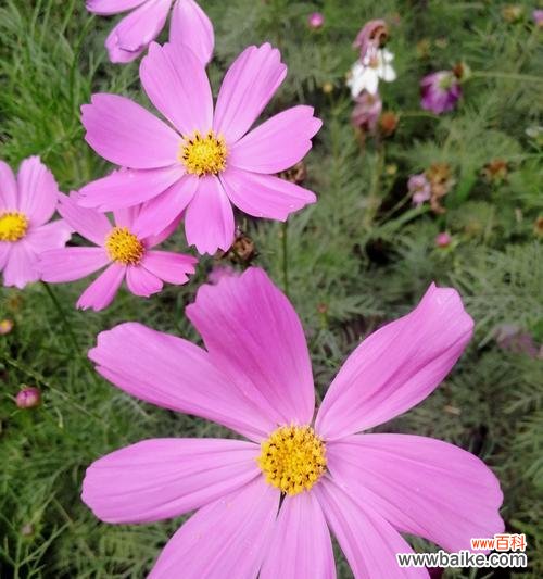 探索波斯菊花的含义与魅力 波斯菊花的寓意与美丽