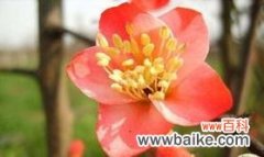 揭示玻璃海棠的寓意 玻璃海棠的花语