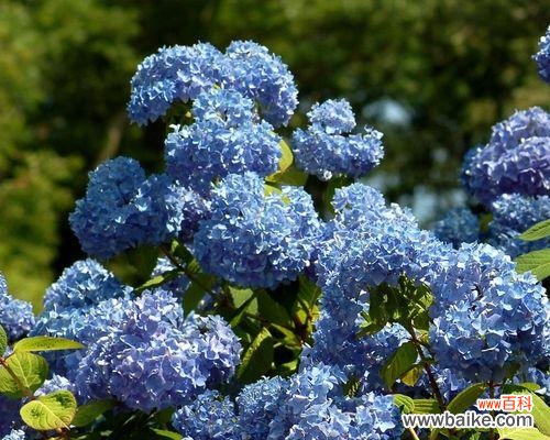 传递爱与希望的暖心花语 北京夏菊花语——寓意丰富的花卉之美