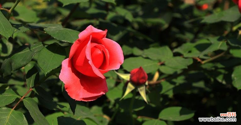 传递爱与希望的暖心花语 北京夏菊花语——寓意丰富的花卉之美